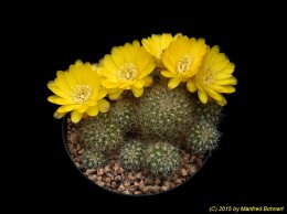 Sulcorebutia vargasii v. viridissima WK996 2080